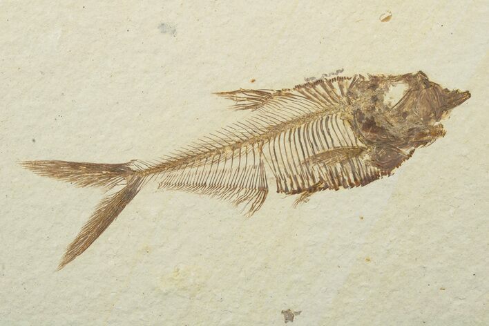 Fossil Fish (Diplomystus) - Wyoming #240348